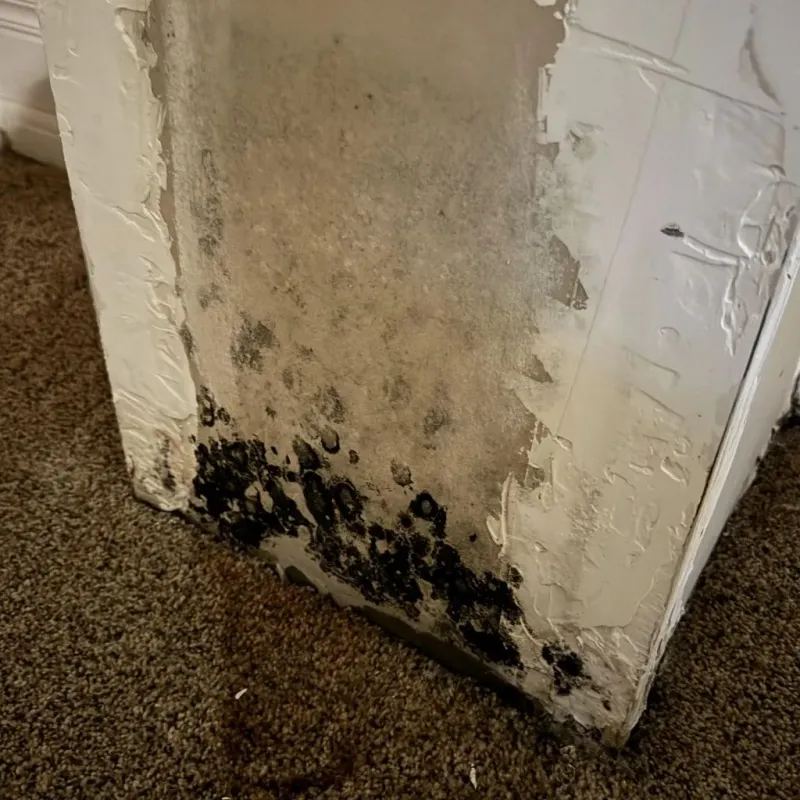 Professional Mold Removal in Munford, AL